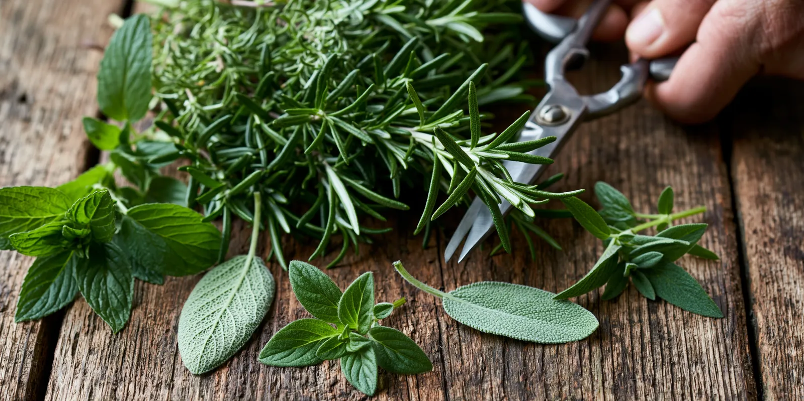 tchitcha. fresh garden herbs being cut with scissors scattere 0f50648d dcd2 4234 8bf5 647c938a002a 3 pour petit dejeuner